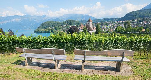 Uitzicht op de banken in de wijngaard van Spiez met uitzicht op het Thunmeer