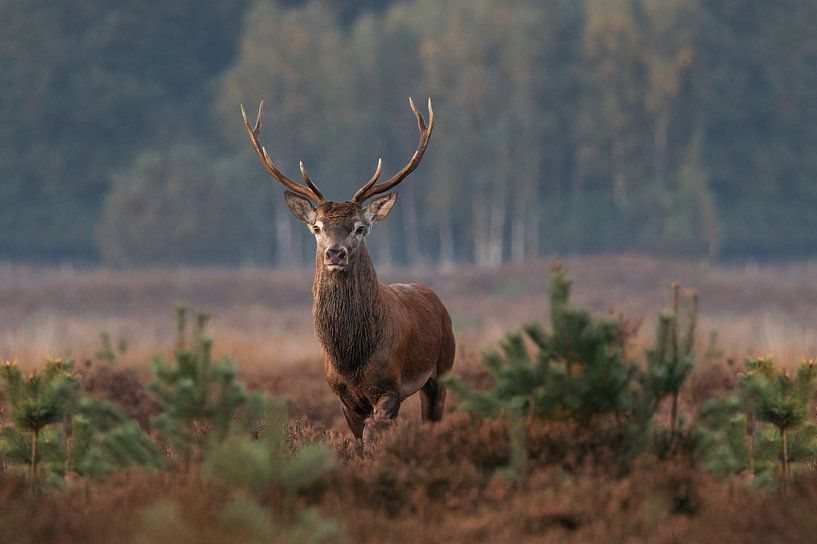 Cerf rouge, mâle avec des bois. par Janny Beimers