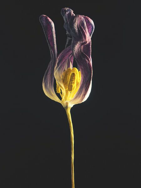 Withered 1 by Andreas Berheide Photography