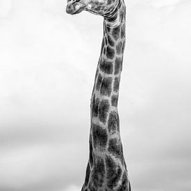Giraffe van Katrin Engl