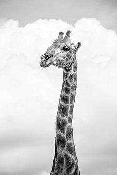 Giraffe von Katrin Engl