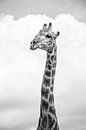 Giraffe von Katrin Engl Miniaturansicht