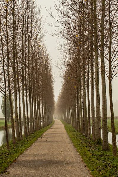 Paysages d'automne Domaine Ses Piliers, Utrecht par Roland de Zeeuw