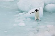 Springende Adelie Pinguin Antarctica van Family Everywhere thumbnail