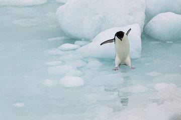 Springende Adelie Pinguin Antarctica