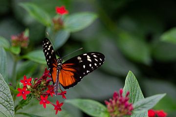 Passionflower butterfly by Joes van Asten
