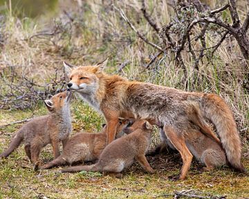 La mère renard donne à boire à ses cinq petits sur Patrick van Bakkum