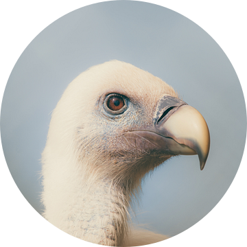 Gänsegeier - Griffon Vulture van Dagmar Marina