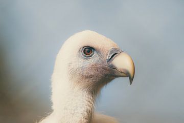 Gänsegeier - Griffon Vulture van Dagmar Marina