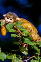 Singe écureuil mignon