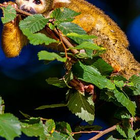 Süßer Eichhörnchenaffe von Bas Maas