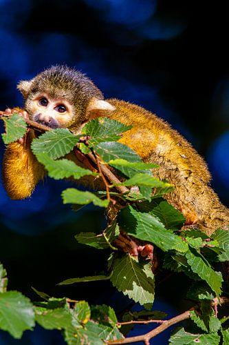 Singe écureuil mignon