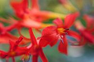 Crocosmia van Jaap de Wit thumbnail