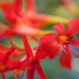 Crocosmia von Jaap de Wit