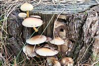 Mushroom on an old tree
