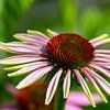 Zonnehoedje - Enchinacea Purpurea van Ilse Schoneveld