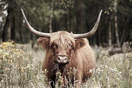 Majestueuze Scottish Highlander gefotografeerd in het natuurgebied Stippelberg, Deurne. Een tijdloze weergave van rust en natuurlijke schoonheid.
