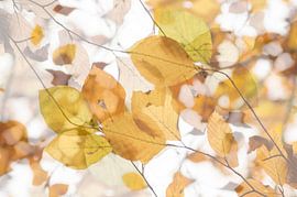 Ne laissez que les feuilles (Image créative de feuilles d'automne)