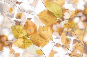 Leave only leaves (Creatieve foto van herfstbladeren)