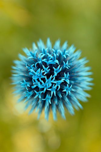 Felblauwe kogeldistel van Tot Kijk Fotografie: natuur aan de muur