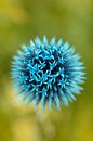 Felblauwe kogeldistel van Tot Kijk Fotografie: natuur aan de muur thumbnail