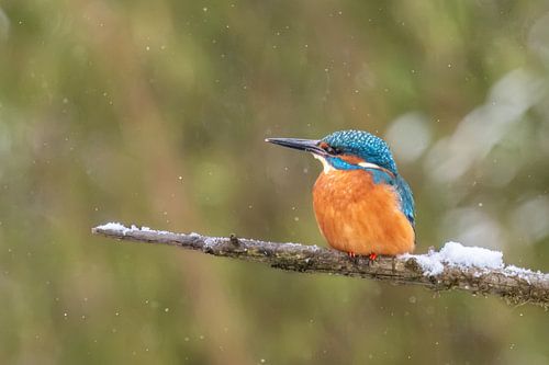 IJsvogel op besneeuwde tak