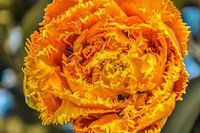 Een bijzondere franje tulp