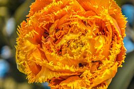 Een bijzondere franje tulp by Stedom Fotografie