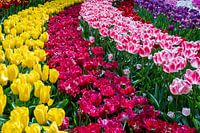 Champs de fleurs néerlandais