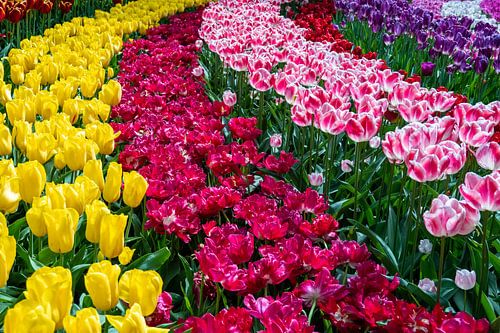 Champs de fleurs néerlandais