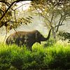 Olifant in het bos met ochtendmist, Sri Lanka van Daisy Renders