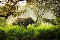 Olifant in het bos met ochtendmist, Sri Lanka
