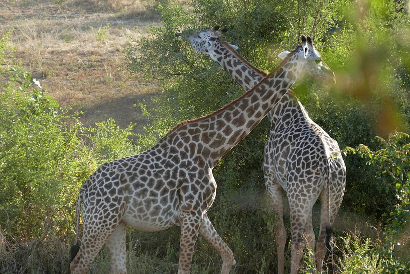 Giraffen van Peter Polling