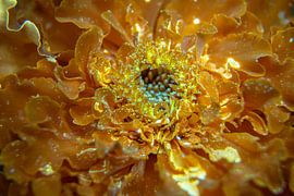 Tagette bloem welke oplicht onder UV licht