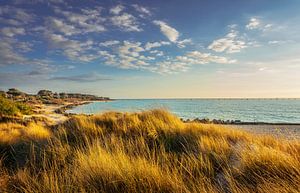 Gras auf den Dünen, weißer Sandstrand von Vada . Toskana