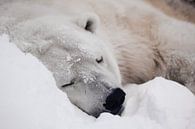 Gezellige ijsbeer slapen in de sneeuw van Michael Semenov thumbnail