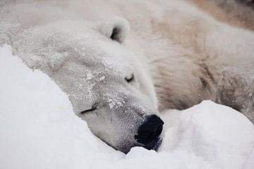 Un ours polaire confortable dort dans la neige sur Michael Semenov
