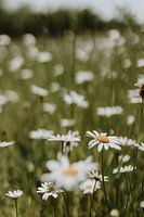 Beautiful, close-up photo of wild daisies in South Limburg, Netherlands | Nature photography | Lands