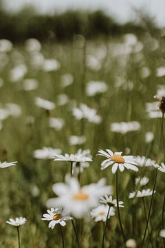 Magnifique photo de nature en gros plan de marguerites à l'état sauvage dans le sud du Limbourg, Pay sur eighty8things