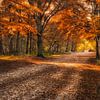 Herbst in Mastbos von Sander Poppe