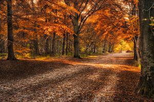 Herfst in Mastbos