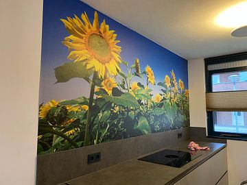 Kundenfoto: Sonnenblume von Hennnie Keeris