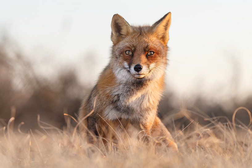 Vos in mooi licht frontaal van Menno Schaefer