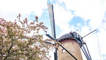 Eine alte niederländische Windmühle in der kleinen Stadt Tholen in Zeeland von Visiting The Dutch Countryside