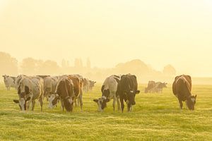 Kühe auf einer Wiese während eines nebligen Sonnenaufgangs von Sjoerd van der Wal Fotografie
