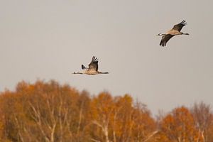 Kranichvögel im Flug mit einem Wald im Hintergrund