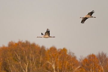 Kranichvögel im Flug mit einem Wald im Hintergrund von Sjoerd van der Wal Fotografie