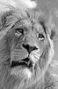 Lion King 5087 bw van Barbara Fraatz thumbnail