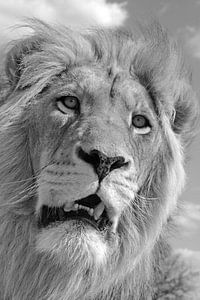The Lion King 5087 bw van Barbara Fraatz