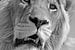 Lion King 5087 bw van Barbara Fraatz